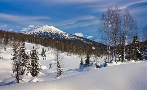 hitomila siberian